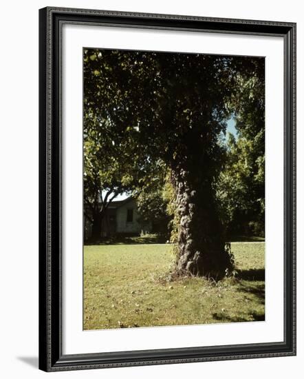 Gnarled Apple Tree Planted over 100 Years Ago by Johnny Appleseed-Andreas Feininger-Framed Photographic Print