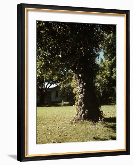 Gnarled Apple Tree Planted over 100 Years Ago by Johnny Appleseed-Andreas Feininger-Framed Photographic Print