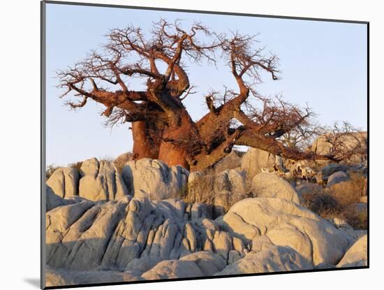 Gnarled Baobab Tree Grows Among Rocks at Kubu Island on Edge of Sowa Pan, Makgadikgadi, Kalahari-Nigel Pavitt-Mounted Photographic Print