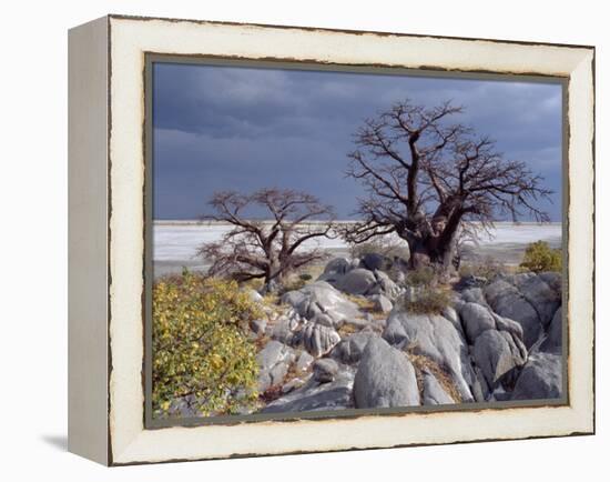 Gnarled Baobab Tree Grows Among Rocks at Kubu Island on Edge of Sowa Pan, Makgadikgadi, Kalahari-Nigel Pavitt-Framed Premier Image Canvas