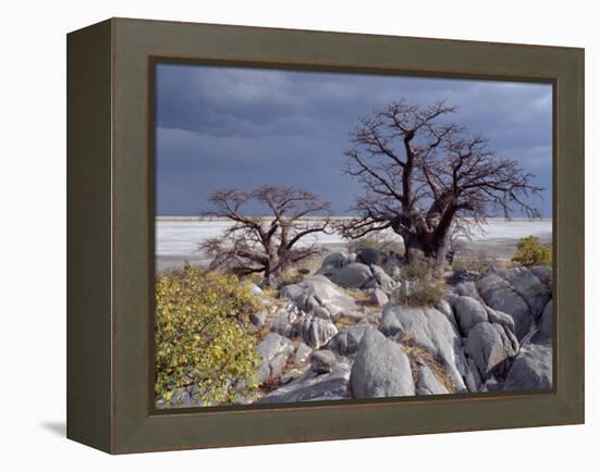 Gnarled Baobab Tree Grows Among Rocks at Kubu Island on Edge of Sowa Pan, Makgadikgadi, Kalahari-Nigel Pavitt-Framed Premier Image Canvas