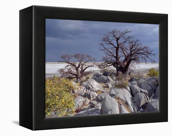 Gnarled Baobab Tree Grows Among Rocks at Kubu Island on Edge of Sowa Pan, Makgadikgadi, Kalahari-Nigel Pavitt-Framed Premier Image Canvas