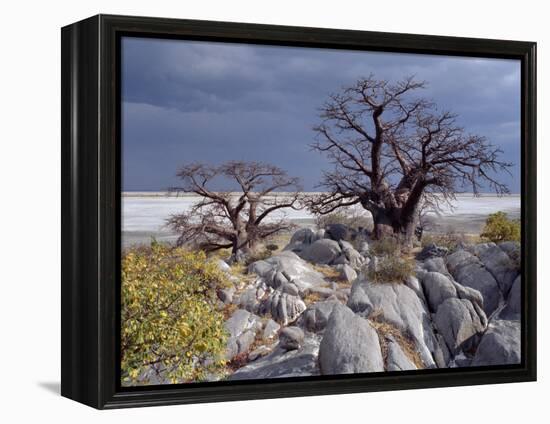 Gnarled Baobab Tree Grows Among Rocks at Kubu Island on Edge of Sowa Pan, Makgadikgadi, Kalahari-Nigel Pavitt-Framed Premier Image Canvas