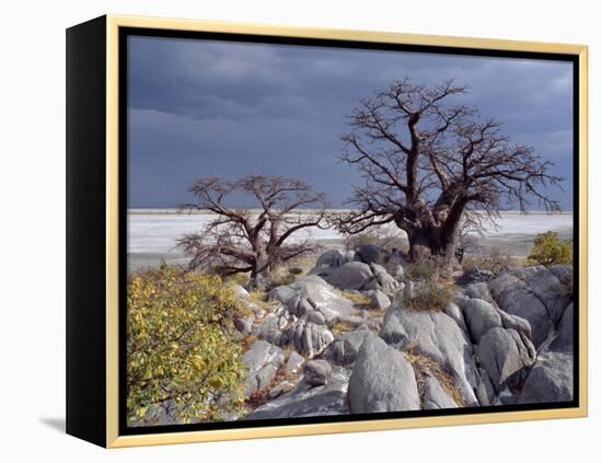 Gnarled Baobab Tree Grows Among Rocks at Kubu Island on Edge of Sowa Pan, Makgadikgadi, Kalahari-Nigel Pavitt-Framed Premier Image Canvas