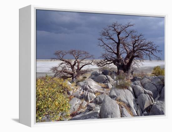 Gnarled Baobab Tree Grows Among Rocks at Kubu Island on Edge of Sowa Pan, Makgadikgadi, Kalahari-Nigel Pavitt-Framed Premier Image Canvas