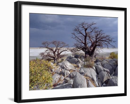 Gnarled Baobab Tree Grows Among Rocks at Kubu Island on Edge of Sowa Pan, Makgadikgadi, Kalahari-Nigel Pavitt-Framed Photographic Print