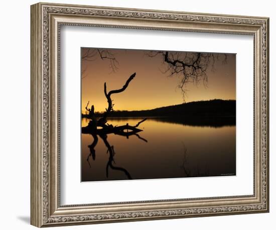 Gnarled Branches Poking out of Calm Lake-Jan Lakey-Framed Photographic Print