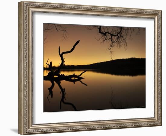 Gnarled Branches Poking out of Calm Lake-Jan Lakey-Framed Photographic Print