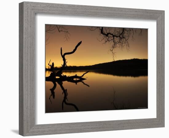 Gnarled Branches Poking out of Calm Lake-Jan Lakey-Framed Photographic Print