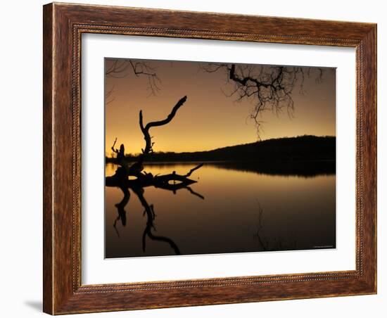 Gnarled Branches Poking out of Calm Lake-Jan Lakey-Framed Photographic Print