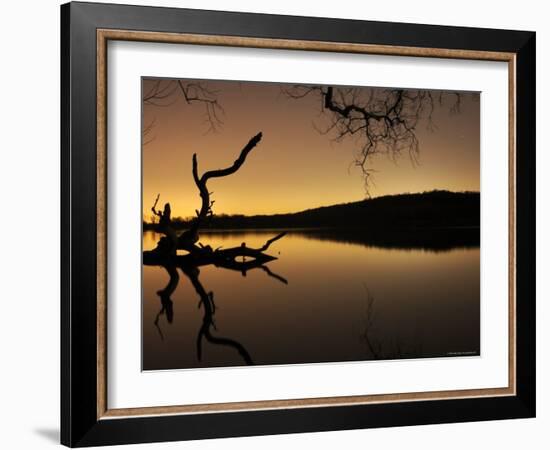 Gnarled Branches Poking out of Calm Lake-Jan Lakey-Framed Photographic Print