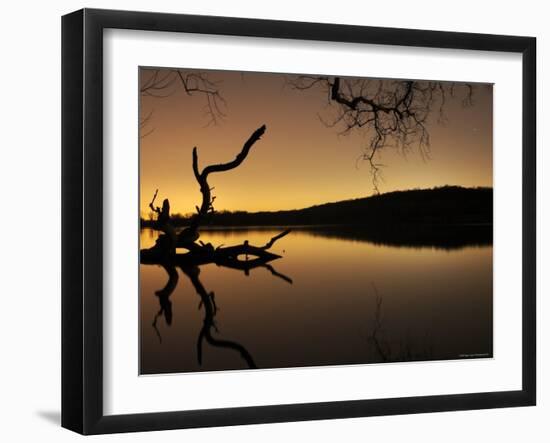 Gnarled Branches Poking out of Calm Lake-Jan Lakey-Framed Photographic Print