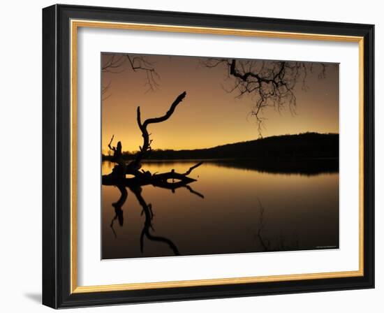 Gnarled Branches Poking out of Calm Lake-Jan Lakey-Framed Photographic Print