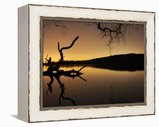 Gnarled Branches Poking out of Calm Lake-Jan Lakey-Framed Premier Image Canvas