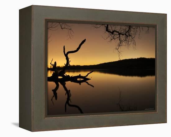 Gnarled Branches Poking out of Calm Lake-Jan Lakey-Framed Premier Image Canvas