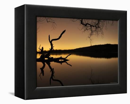 Gnarled Branches Poking out of Calm Lake-Jan Lakey-Framed Premier Image Canvas