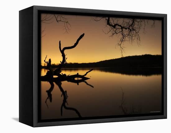 Gnarled Branches Poking out of Calm Lake-Jan Lakey-Framed Premier Image Canvas