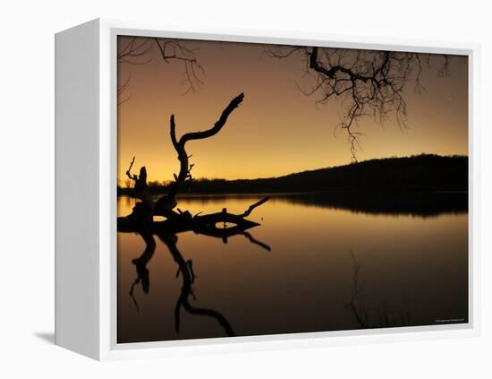 Gnarled Branches Poking out of Calm Lake-Jan Lakey-Framed Premier Image Canvas