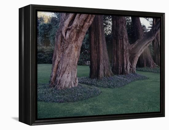 Gnarled Cypress Trees Surrounded by Dalmation Bell Flowers and Blue Grass Lawn. California-Ralph Crane-Framed Premier Image Canvas