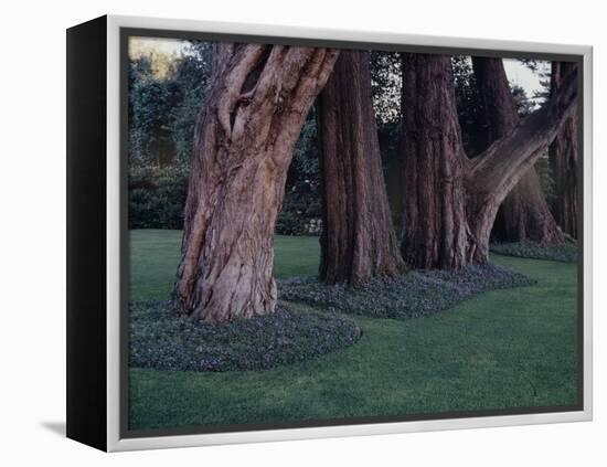 Gnarled Cypress Trees Surrounded by Dalmation Bell Flowers and Blue Grass Lawn. California-Ralph Crane-Framed Premier Image Canvas