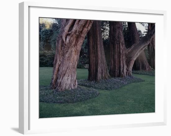 Gnarled Cypress Trees Surrounded by Dalmation Bell Flowers and Blue Grass Lawn. California-Ralph Crane-Framed Photographic Print