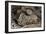 Gnarled Olive Tree Wood-Detlev Van Ravenswaay-Framed Photographic Print