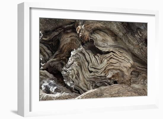 Gnarled Olive Tree Wood-Detlev Van Ravenswaay-Framed Photographic Print