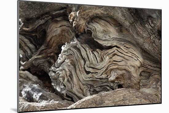 Gnarled Olive Tree Wood-Detlev Van Ravenswaay-Mounted Photographic Print