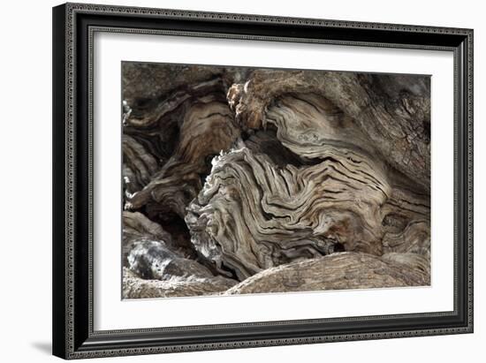 Gnarled Olive Tree Wood-Detlev Van Ravenswaay-Framed Photographic Print