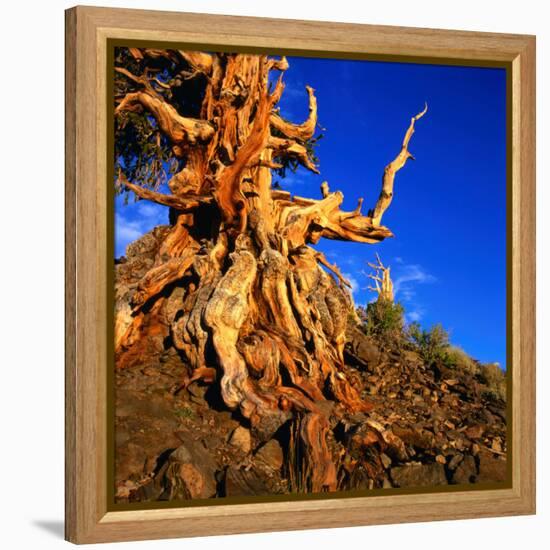 Gnarled Roots and Trunk of Bristlecone Pine, White Mountains National Park, USA-Wes Walker-Framed Premier Image Canvas