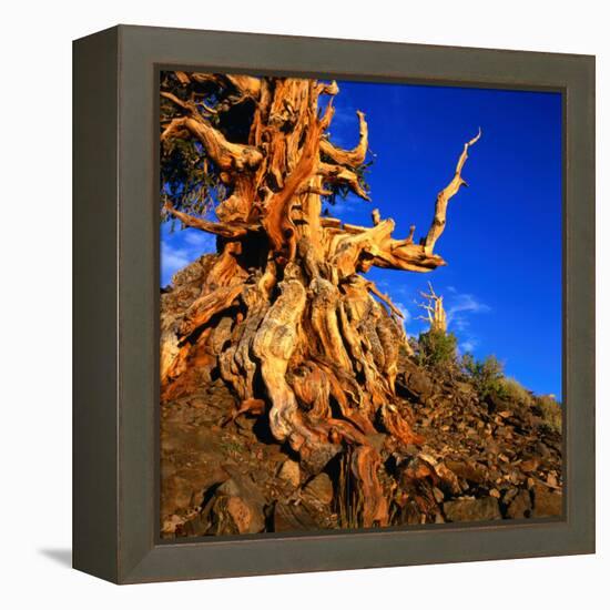 Gnarled Roots and Trunk of Bristlecone Pine, White Mountains National Park, USA-Wes Walker-Framed Premier Image Canvas