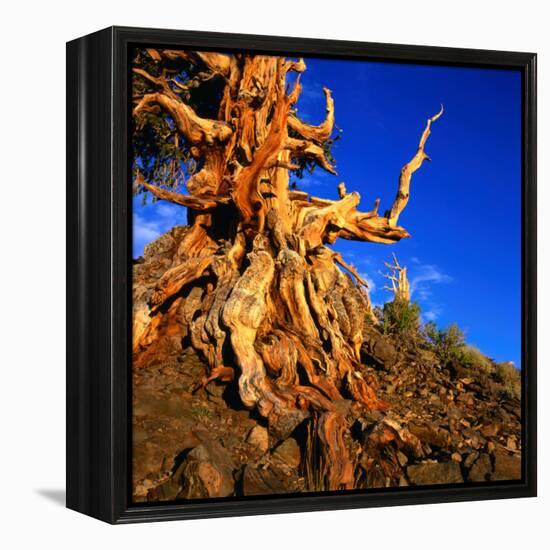 Gnarled Roots and Trunk of Bristlecone Pine, White Mountains National Park, USA-Wes Walker-Framed Premier Image Canvas