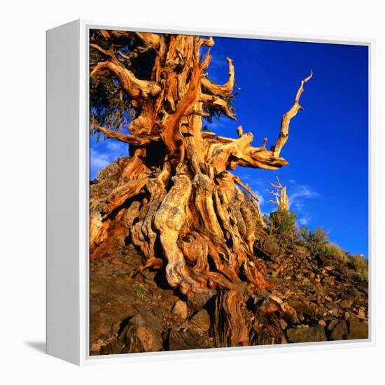 Gnarled Roots and Trunk of Bristlecone Pine, White Mountains National Park, USA-Wes Walker-Framed Premier Image Canvas