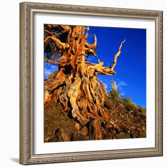 Gnarled Roots and Trunk of Bristlecone Pine, White Mountains National Park, USA-Wes Walker-Framed Photographic Print