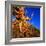 Gnarled Roots and Trunk of Bristlecone Pine, White Mountains National Park, USA-Wes Walker-Framed Photographic Print