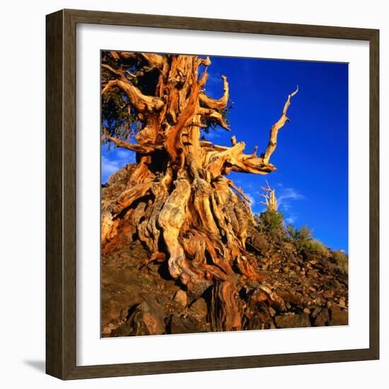 Gnarled Roots and Trunk of Bristlecone Pine, White Mountains National Park, USA-Wes Walker-Framed Photographic Print