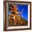 Gnarled Roots and Trunk of Bristlecone Pine, White Mountains National Park, USA-Wes Walker-Framed Photographic Print