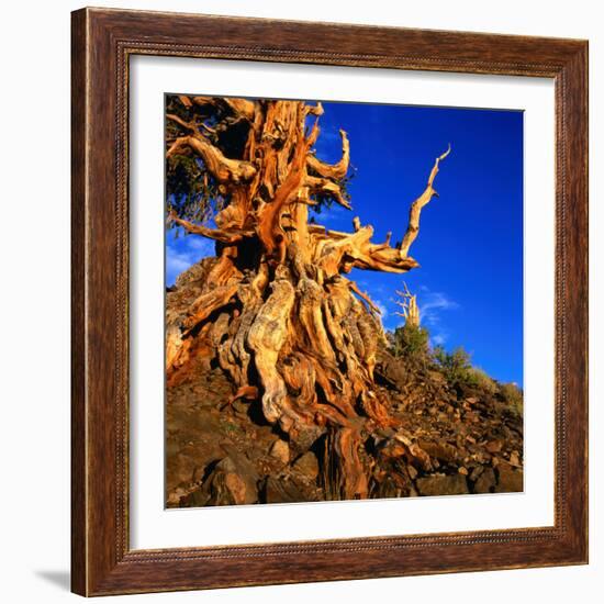 Gnarled Roots and Trunk of Bristlecone Pine, White Mountains National Park, USA-Wes Walker-Framed Photographic Print