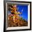 Gnarled Roots and Trunk of Bristlecone Pine, White Mountains National Park, USA-Wes Walker-Framed Photographic Print