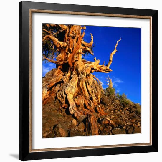 Gnarled Roots and Trunk of Bristlecone Pine, White Mountains National Park, USA-Wes Walker-Framed Photographic Print