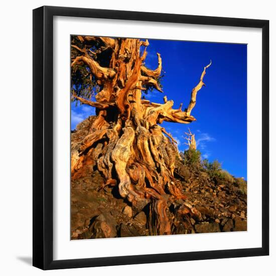 Gnarled Roots and Trunk of Bristlecone Pine, White Mountains National Park, USA-Wes Walker-Framed Photographic Print