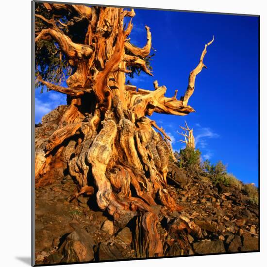 Gnarled Roots and Trunk of Bristlecone Pine, White Mountains National Park, USA-Wes Walker-Mounted Photographic Print
