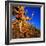 Gnarled Roots and Trunk of Bristlecone Pine, White Mountains National Park, USA-Wes Walker-Framed Photographic Print