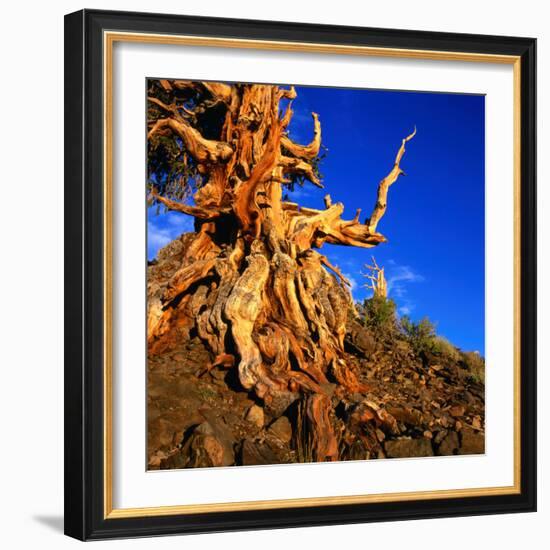 Gnarled Roots and Trunk of Bristlecone Pine, White Mountains National Park, USA-Wes Walker-Framed Photographic Print