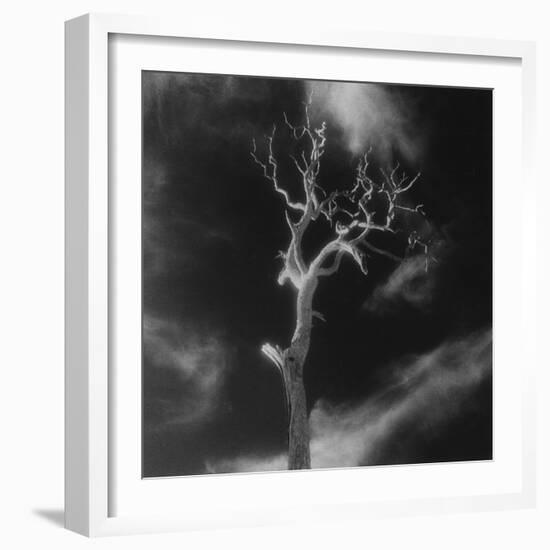 Gnarled Tree, County Offaly, Ireland-Simon Marsden-Framed Giclee Print