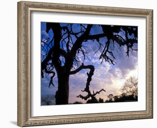 Gnarled Tree Silhouetted by Sunrise, Near a Mursi Village, Omo River Region, Ethiopia-Janis Miglavs-Framed Photographic Print