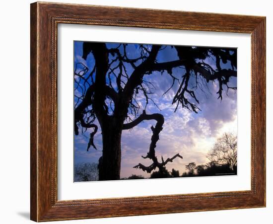 Gnarled Tree Silhouetted by Sunrise, Near a Mursi Village, Omo River Region, Ethiopia-Janis Miglavs-Framed Photographic Print