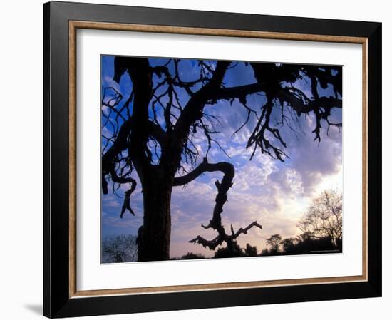 Gnarled Tree Silhouetted by Sunrise, Near a Mursi Village, Omo River Region, Ethiopia-Janis Miglavs-Framed Photographic Print