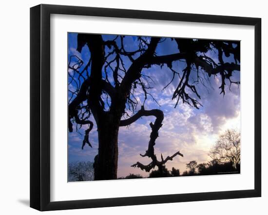 Gnarled Tree Silhouetted by Sunrise, Near a Mursi Village, Omo River Region, Ethiopia-Janis Miglavs-Framed Photographic Print
