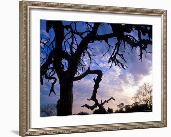 Gnarled Tree Silhouetted by Sunrise, Near a Mursi Village, Omo River Region, Ethiopia-Janis Miglavs-Framed Photographic Print